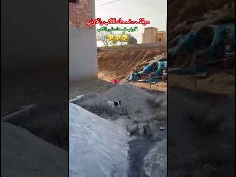 اكسبلور ترند مشهد للكلب السلوقي ومطاردة الارنب ومراوغة الارنب وخبط الكلب في الجدار Funny Foryou