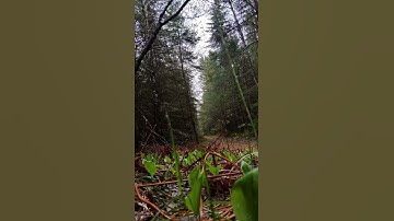 2007 Polaris Sportsman 450