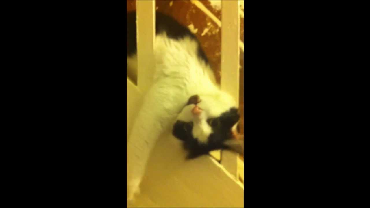 Crazy Cat Falls Down Stairs YouTube