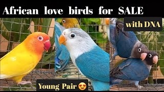 Home Breed African Love Birds for SALE with DNA | @VinVinBirds | Chennai