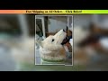 about 32x25cm wolf's head hard model wall pendant plastic&amp;fur home decoration gift Wholesale Best