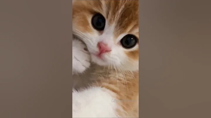 Video 10647091: cats catlover funny meow, catlover meow funny cute, adorable kittens hilarious