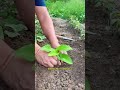 3-in-1 Seedling Transplanter &amp; Seeder Tool 🔧 #quickgear #usefultools #homegadgets #gadgets