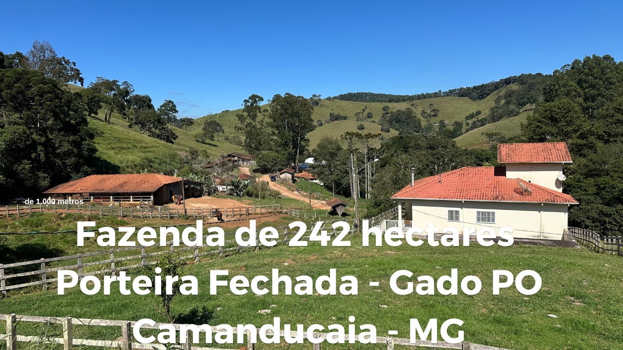 Fazenda de 242 hectares com estrutura completa Gado PO (puro de origem), agricultura e olivicultura