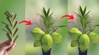 Creative Method How to grow coconut tree from coconut branch Unique Skill growth coconut tree