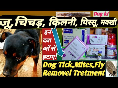 Dog Tick,Mites,Fly Removel Tretment कुत्ते के जू,चीचड़, मक्खी हटाने लिए कौन सी दवा का उपयोग में ले?