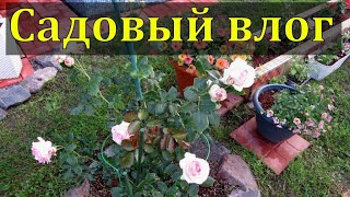 🌱что посадила что выросло  🌷садовый влог 5июля 2023🍄🐞