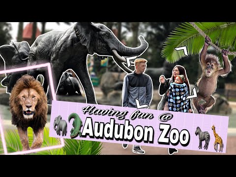 Video: New Orleans Audubon Zoo (teev thiab Festivals)
