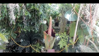 Ambler Campus Corpse Flower Live Stream 2024-Evening and Overnight - 5-27-24