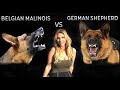 BELGIAN MALINOIS VS GERMAN SHEPHERD DOG - WHO IS KING? の動画、YouTube動画。