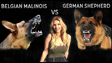 BELGIAN MALINOIS VS GERMAN SHEPHERD DOG - WHO IS KING?