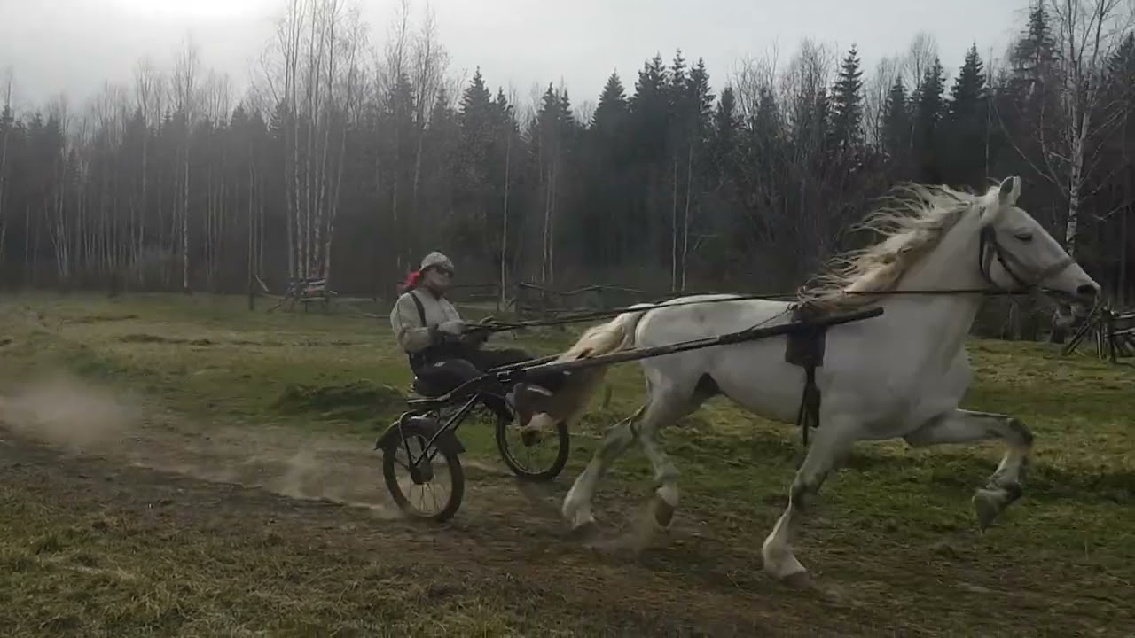 Trot training of Orlov Trotter inside SACORA HARNESS RACING CLUB of May, 01  2022, St  Petersburg,.