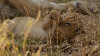 Top 20 cutest baby lions in the world.(8 & 7) [African Safari Plus⁺] 187