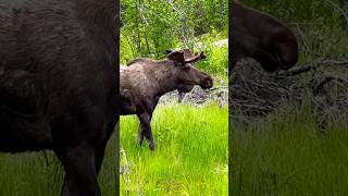 Majestic Moose in the wild. #shorts #moose #nature #wildlife #beautiful #alaska #fairbanksalaska