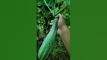 Cucumber Farm #shorts #new #viral #trending #trendingshorts #shortsvideo #farming #farm #cucumber