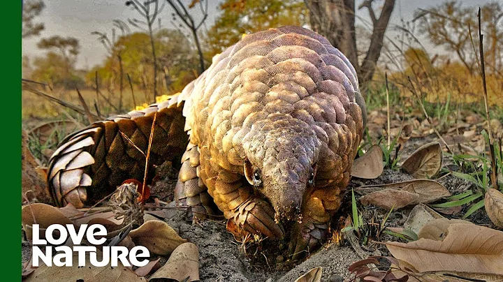 This 3-Legged Pangolin Learning to Walk Will Give ...