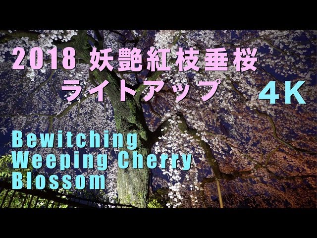 つまみ細工　春爛漫　豪華　枝垂れ桜　華やかな春を╰(*´︶`*)╯♡ つまみ細工 春爛漫 豪華 枝垂れ桜 華やかな春を╰(*´︶`*)╯