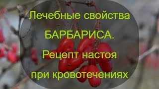 Лечебные свойства барбариса