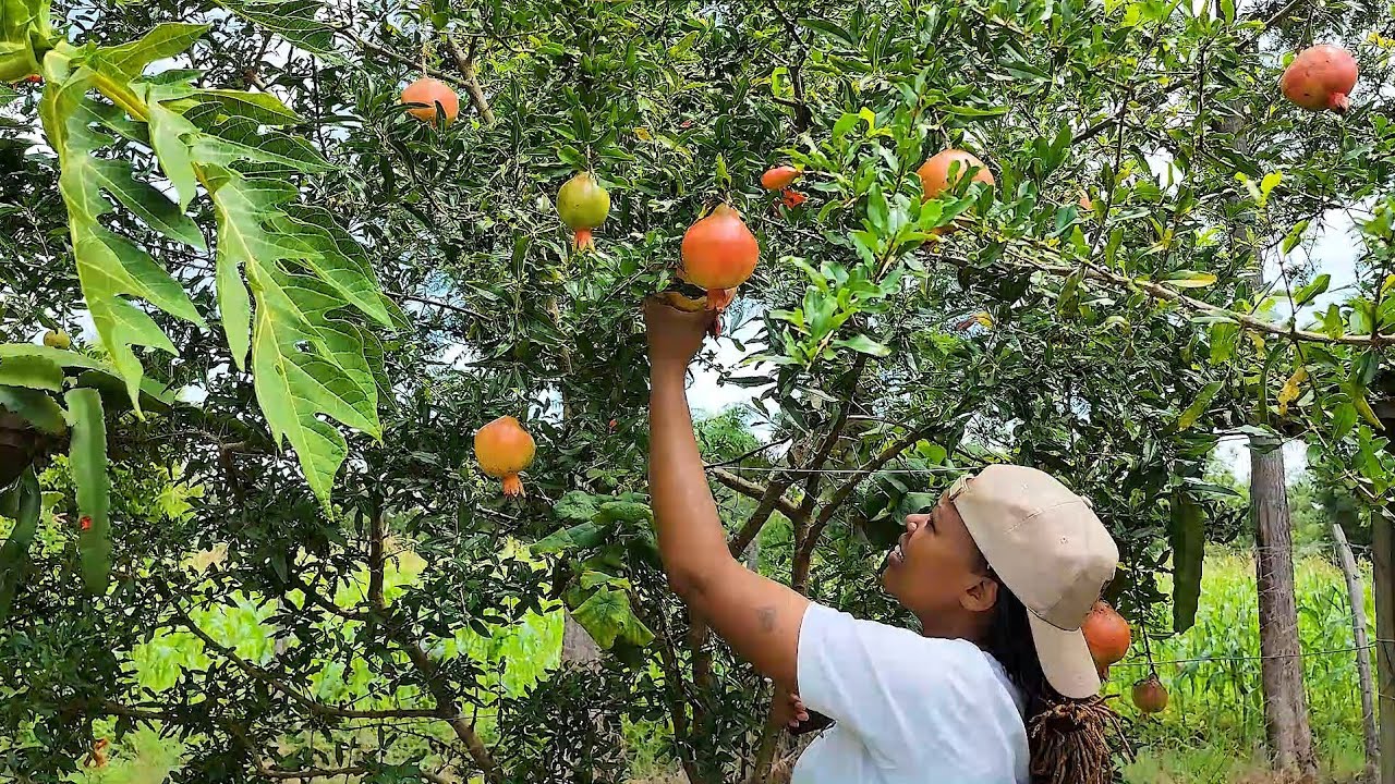 Modern AGRIBUSINESS in KENYA🇰🇪. Intercropping HASS AVOCADOS with other fruits e.g oranges, bananas