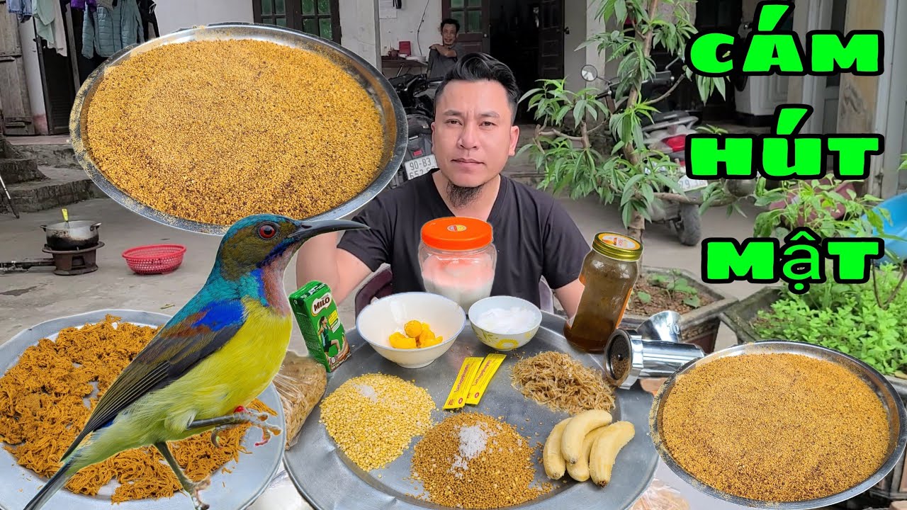 CÁCH LÀM CÁM CHIM HÚT MẬT.KHÔNG GIẤU NGHỀ, NHỮNG NGUYÊN LIỆU CÓ SẴN,CHUẨN 100%LÊ TOÀN FOOD