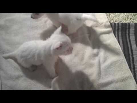 Cats Meow Dogs Bark Rescue ~ Westie Puppies