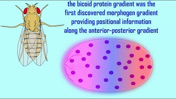 the bicoid gene in Drosophila embryos