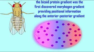 The Bicoid Gene In Drosophila Embryos