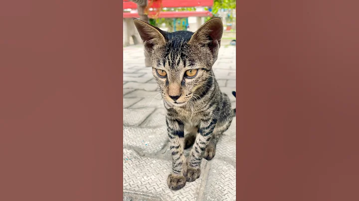 Watch the video about Cutest Kitten Meowing Ever 😻 | Adorable Cat Sounds Melt Your Heart