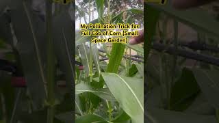 6-Week Corn Update : Tassels, Silks &amp; My Pollination Trick (Small Space Garden)