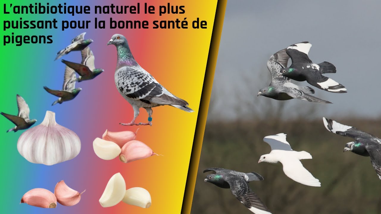 Самый мощный природный антибиотик для здоровья голубей