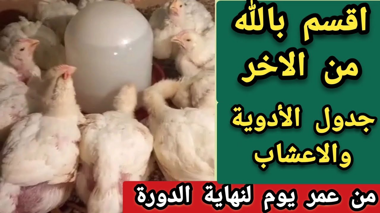 كل الأدوية المستخدمة لتربية الفراخ البيضاء من عمر يوم الي اخر يوم في تربية الفراخ البيضه