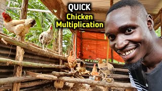 How to Quickly Grow your Chicken Flock from Zero with Little Effort