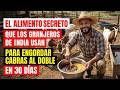 El ALIMENTO SECRETO que los granjeros de india usan para ENGORDAR cabras al DOBLE en 30 dias
