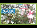 Plantas de Jardín - Aljaba, Aretes De La Virgen ,Bailarinas, Zarcillos, pendientes de La Reina.