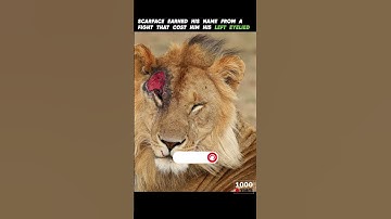 Thumbnail of Scarface World's Most Famous Lion  | The Strongest Lion | Scarface | Who know Him #scarface #short