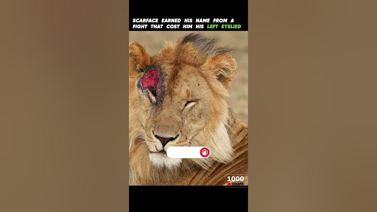 Scarface World's Most Famous Lion  | The Strongest Lion | Scarface | Who know Him #scarface #short