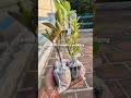 ✅ Let love grow 🌱 #ytshorts