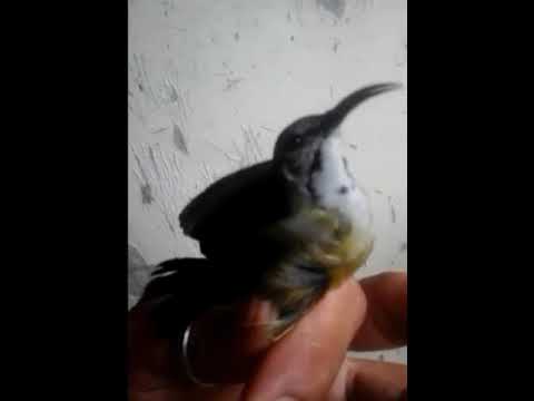 Aksi Black Sunbird Papua Trotol Jantan Youtube