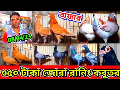 ৩৫০ টাকায় রানিং জোরা ডিম বাচ্চা গ্যারান্টি | কম দামে কবুতর বিক্রি হবে | ফেন্সি কবুতর কিনুন