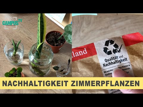 Update Nachhaltigkeit von Zimmerpflanzen - Campus TV Uni Bielefeld