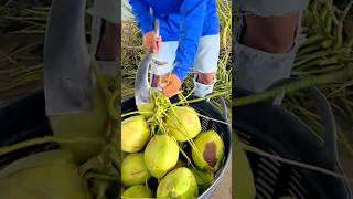 Cutting Fresh Green Coconuts Quickly with a Sharp Traditional Blade #shorts