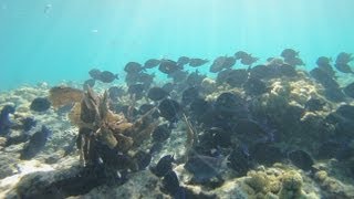Bahia Honda & Diving On Looe Key 2013