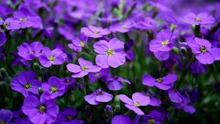 Giovanni Marradi  - Violetera ​⁠