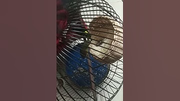 breeding konin, umur 15 hari