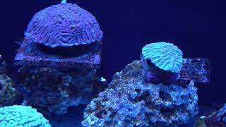 Electrical Interference Film