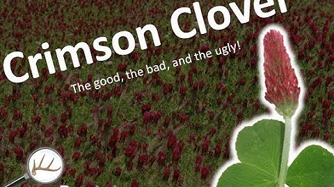 Crimson Clover as a Deer Food Plot Forage - The Good, Bad, and Ugly