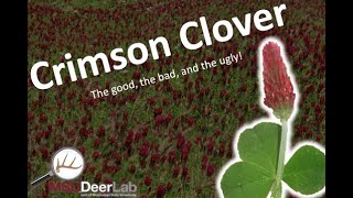 Crimson Clover as a Deer Food Plot Forage - The Good, Bad, and Ugly