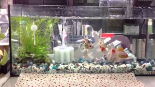 東錦、桜東錦、蝶尾、桜蝶尾、オランダ、ピンポンパール