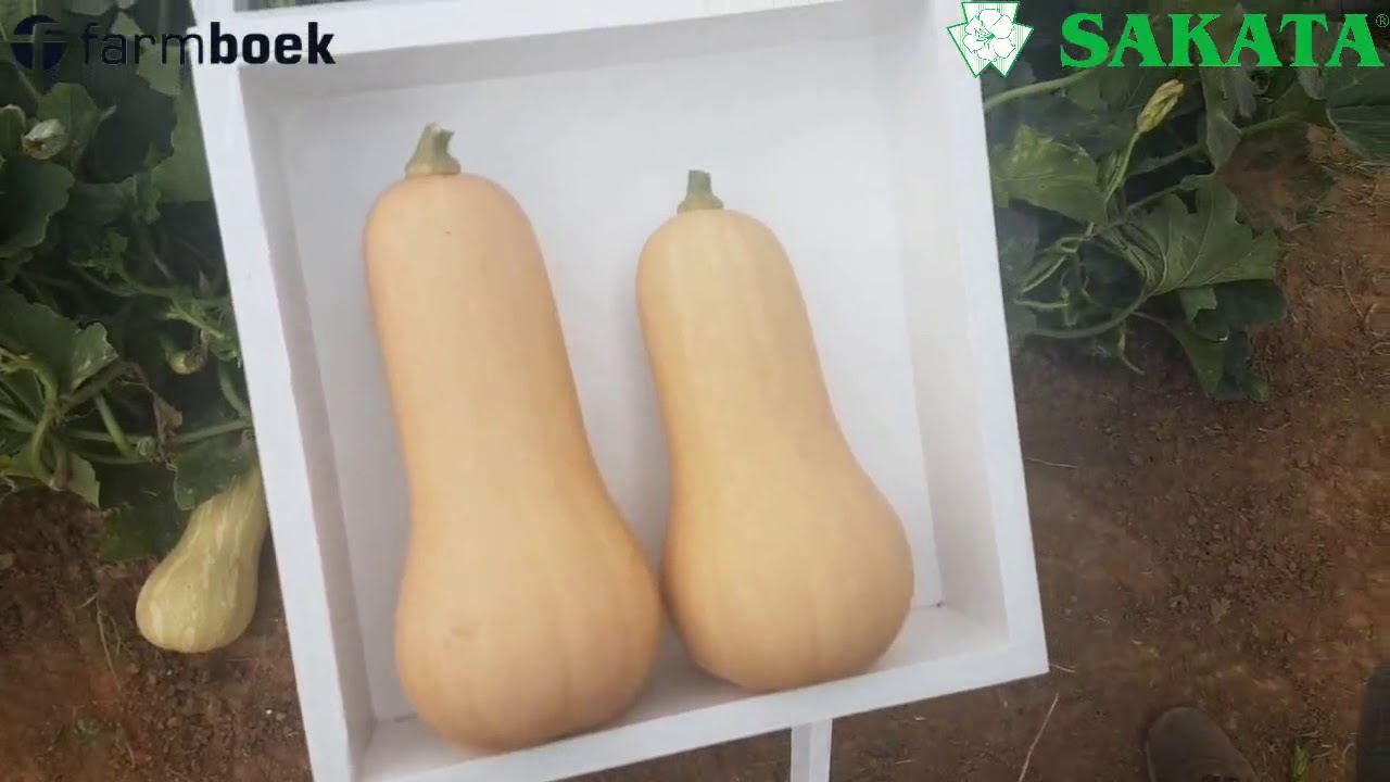 Butternuts and Pumpkins at Sakata Field Day 2018