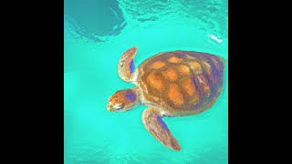 Liquify - Tales of the Turquoise Turtle (2023 Full Album)